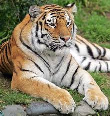 Mari Kita mengenal satwa langka NEGARAMU Tiger-tatianagif